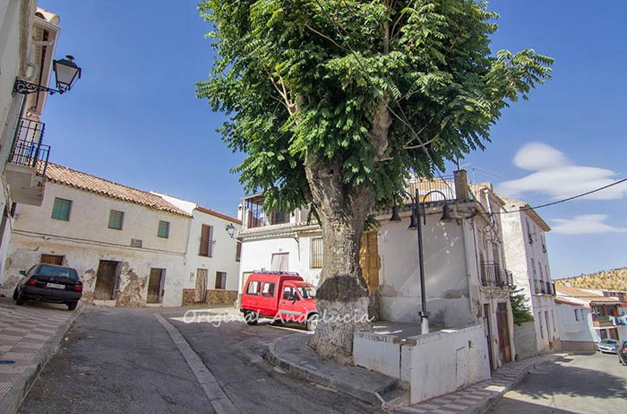 Diezma granada