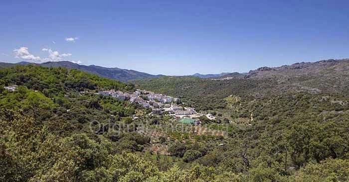 Parauta