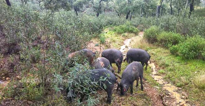 Pata Negra, hoe zit dat nu ?