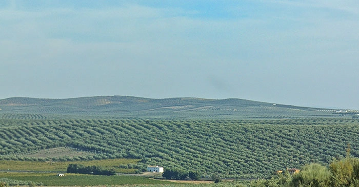 Olijfolie uit Spanje